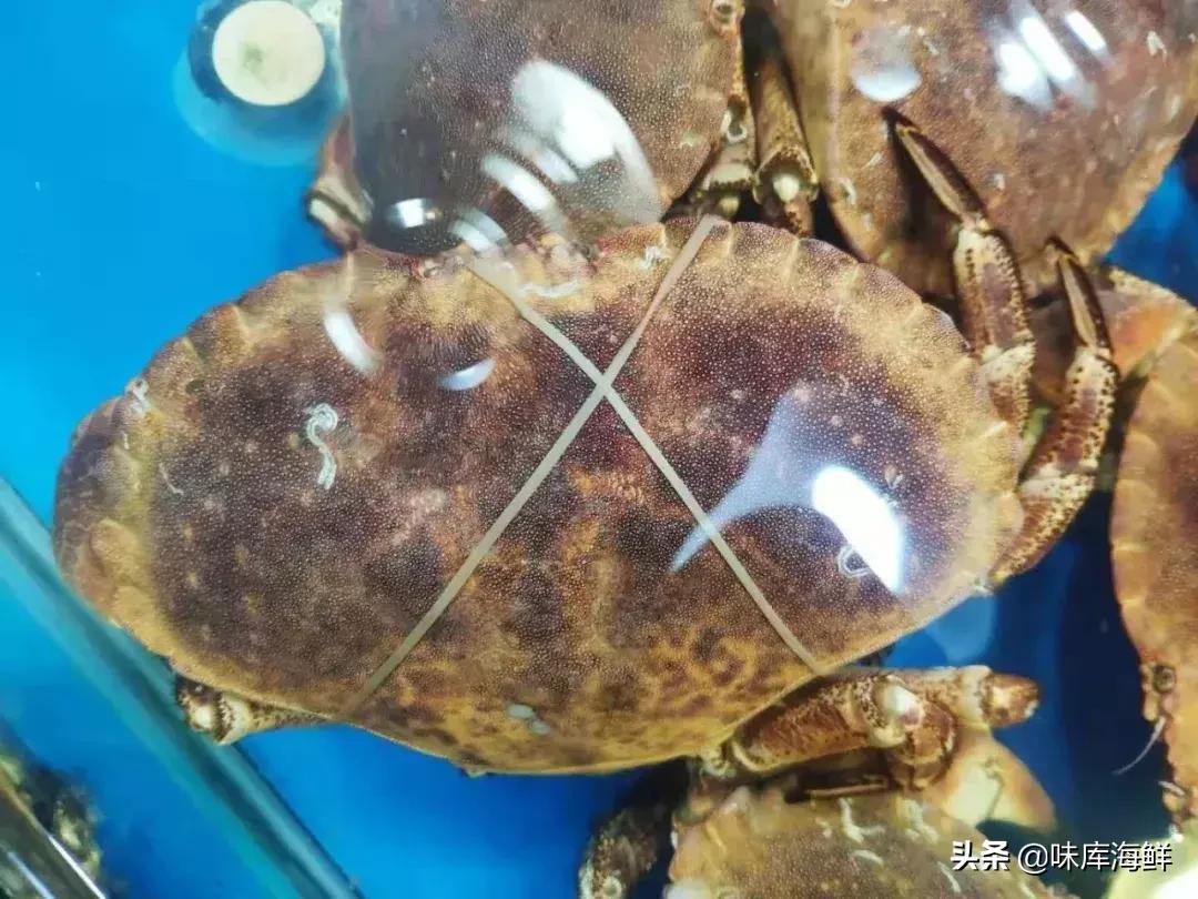 海鲜市场的猫腻怎么处理,青岛海鲜市场的猫腻