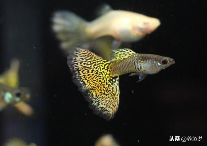 泰国斗鱼可以和孔雀鱼同鱼缸吗 (泰国斗鱼和孔雀鱼区别)
