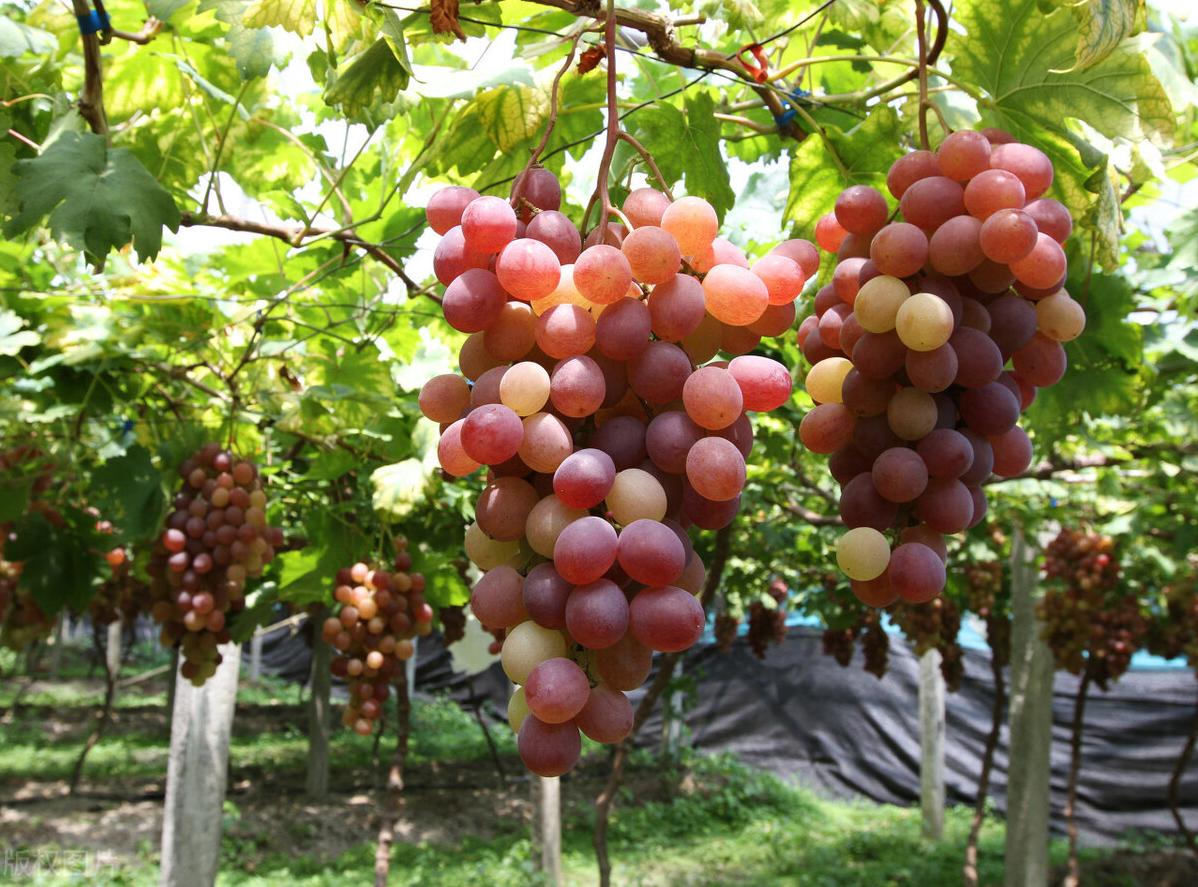 目前什么种植业前景好赚钱,未来十大暴利种植业有哪些