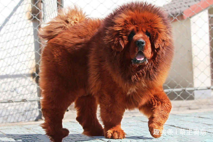 狗狗排行榜前十名最高贵的十种狗,宠物狗当中什么品种的狗狗最聪明