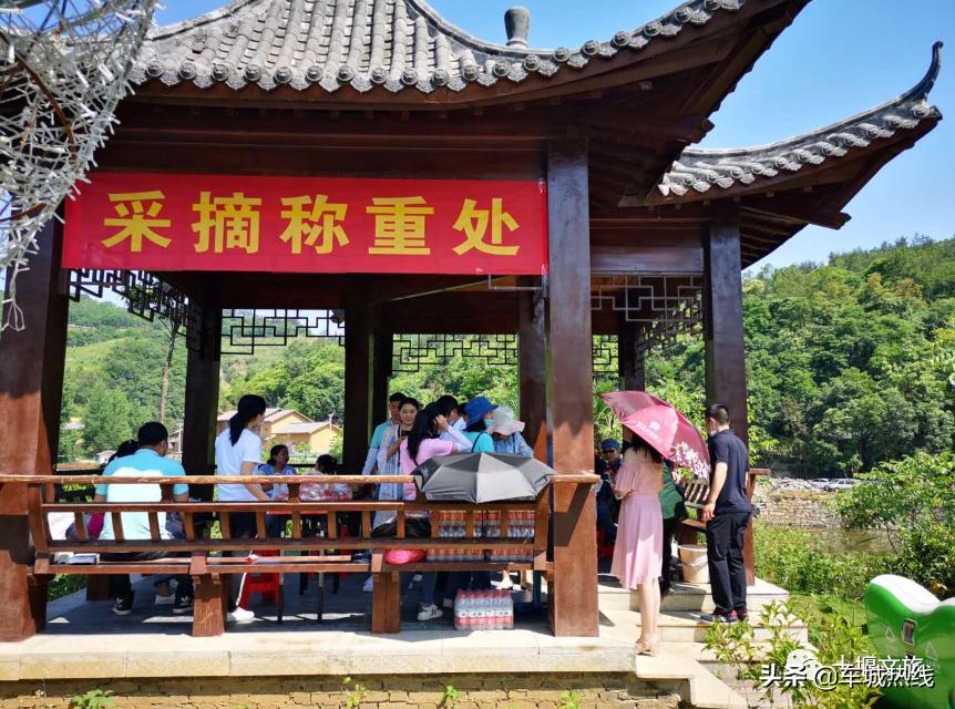 桃子采摘园十堰,十堰摘桃好去处