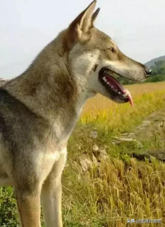 这样的中华田园犬难道你不爱吗,到底什么才是真正的中华田园犬