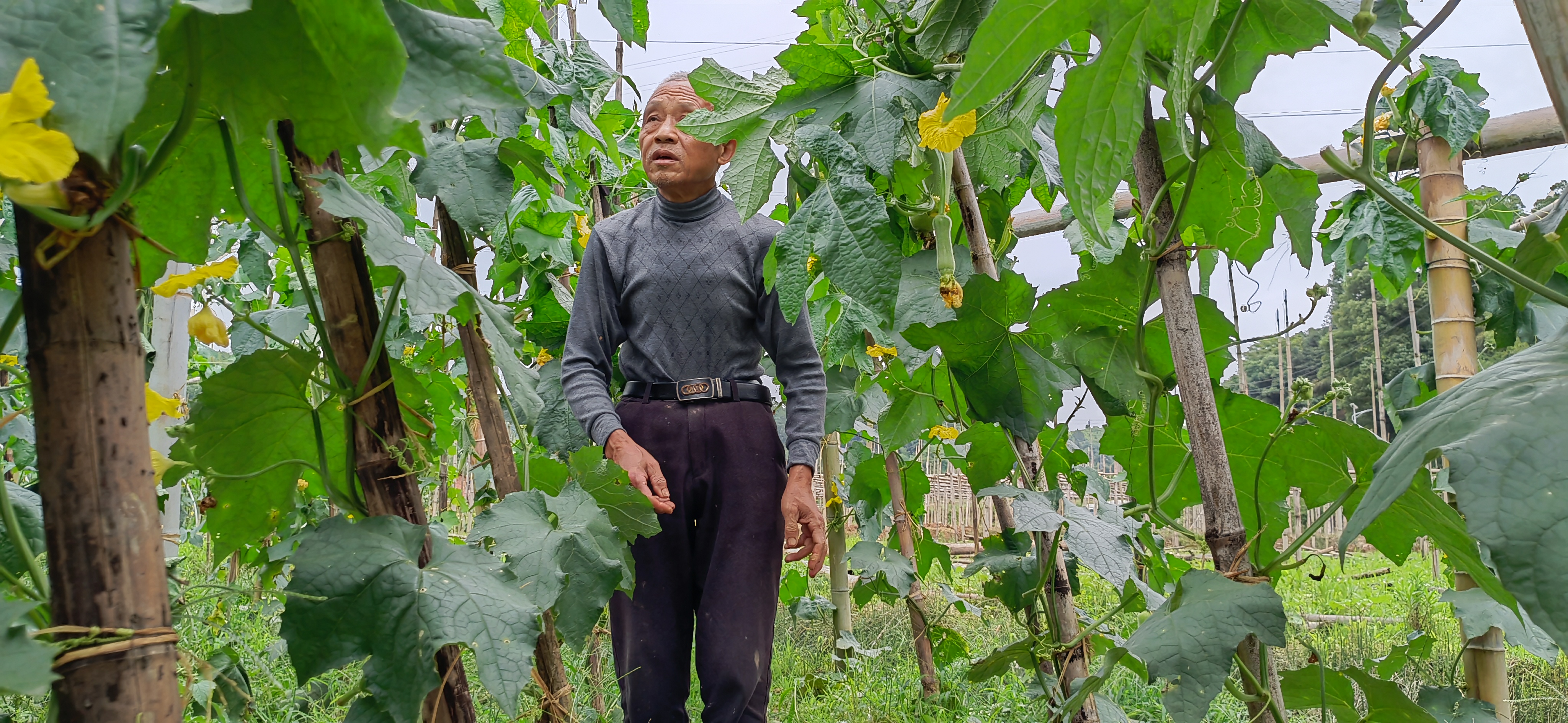 丝瓜创业致富,白关镇白丝瓜种植