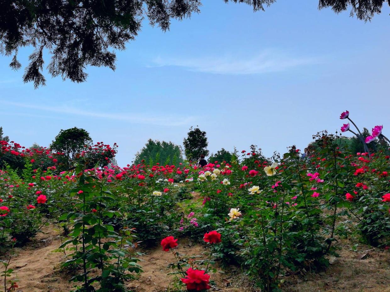 君子兰兰花不开花的原因,怎样使君子兰兰花叶子长得对称