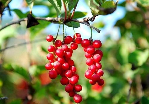 长白山特产十大品牌,长白山特产前十名排行