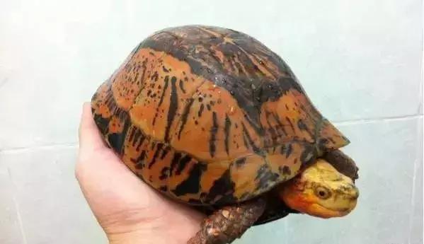 三线闭壳龟和潘氏闭壳龟区别,金头闭壳龟和三线闭壳龟同池