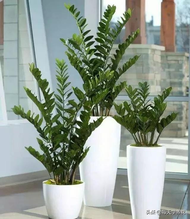 客厅摆放什么植物最好图片大全,乔迁客厅盆栽摆放什么植物最好