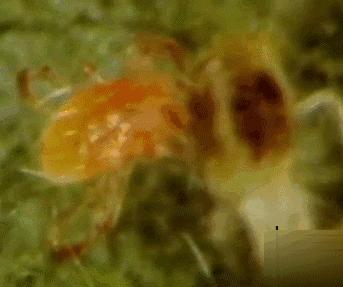 捕食螨真的可以防止红蜘蛛么,捕食螨哪个品牌杀红蜘蛛效果好