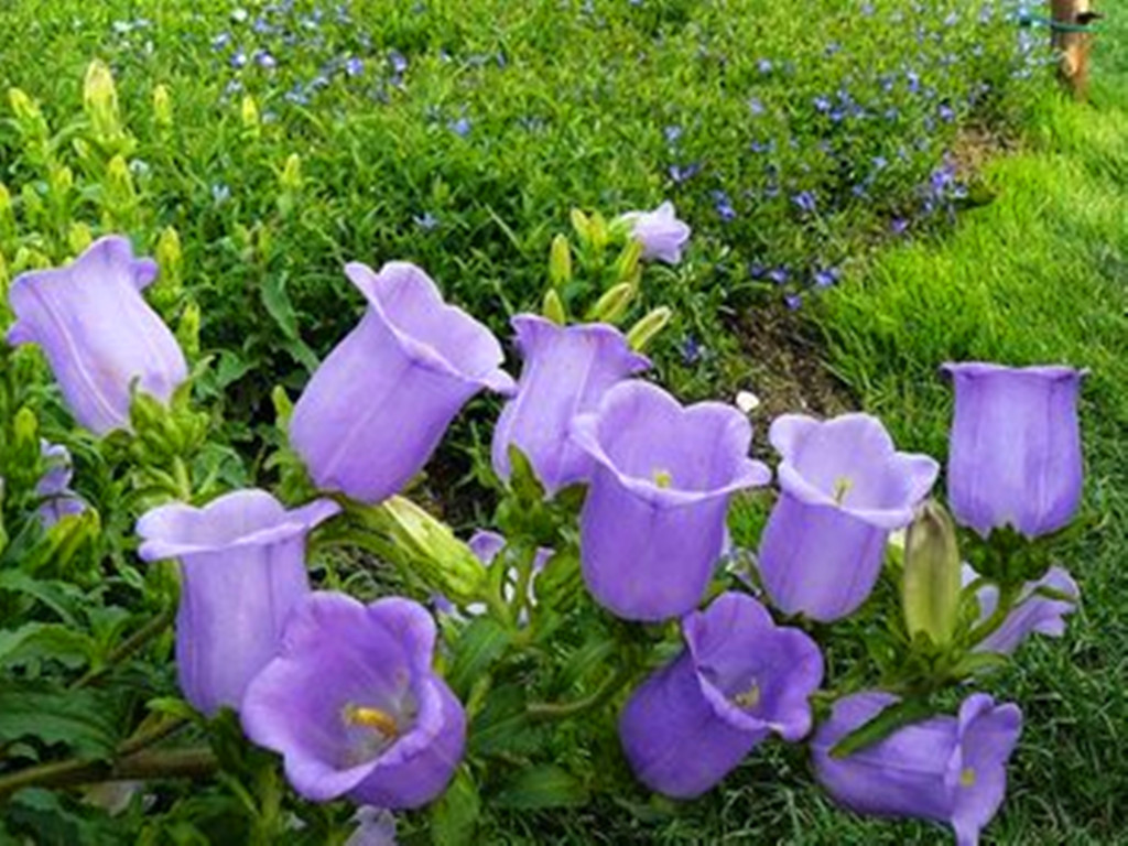 常见易养草花有哪些花卉,草花品种及花名图片欣赏大全