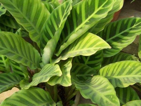 猫眼竹芋的养殖方法和注意事项,青苹果竹芋养殖方法和注意事项