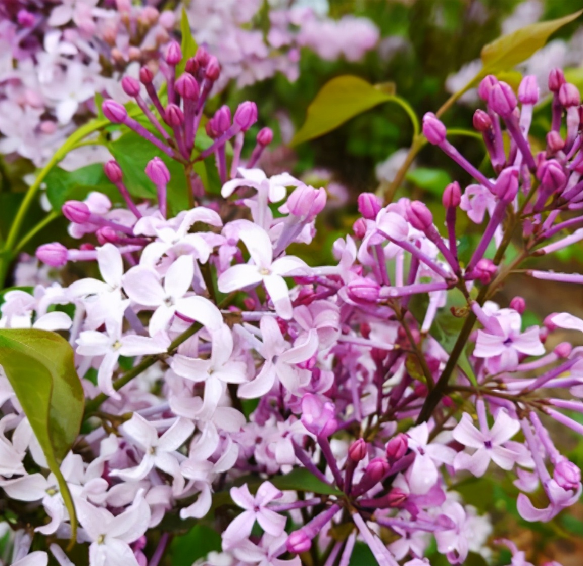 紫丁香和罗汉丁香是一个品种吗,小叶丁香和紫丁香的区别是什么