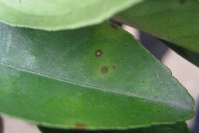 柑橘油斑病和褐斑病图片,柑橘褐斑病危害特征防治方法