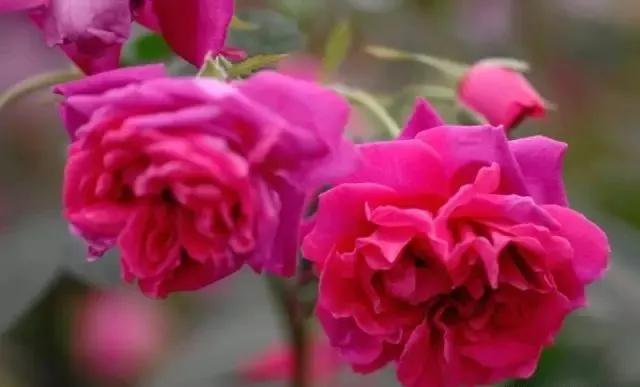 101种玫瑰品种科普你都认识吗,100种玫瑰品种科普你都认识吗