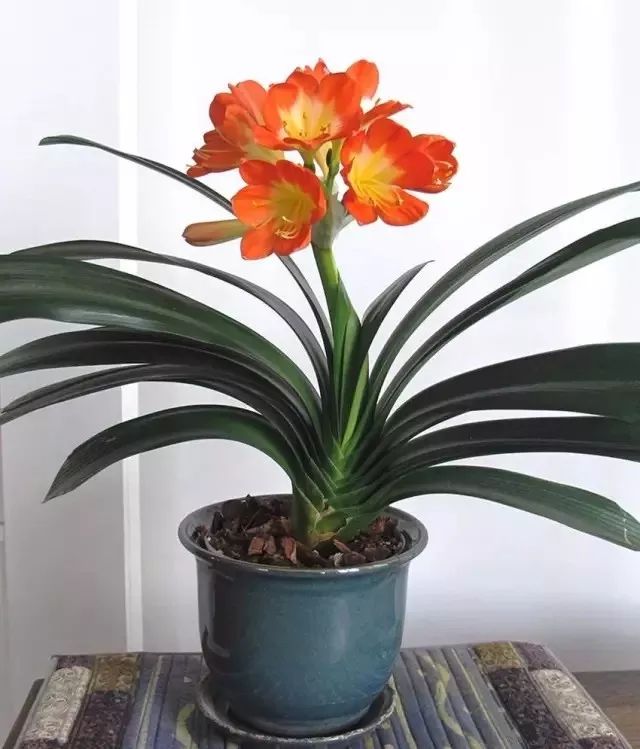 君子兰花苞到开花要多长时间,君子兰开花不出花苞是什么原因