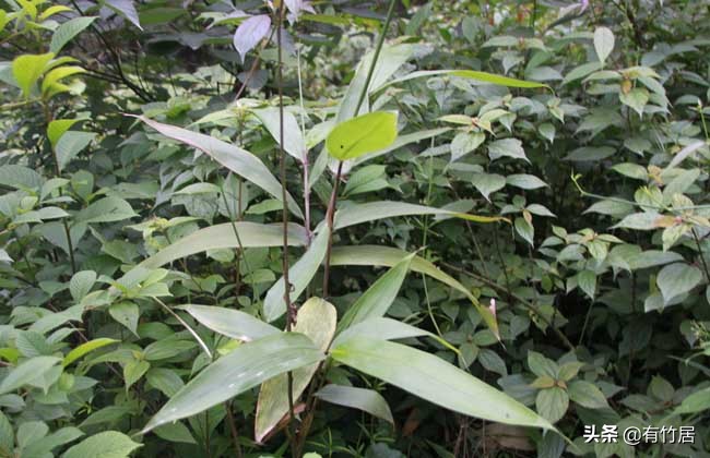 不可食无竹的竹子,宁可不吃肉也得吃竹子
