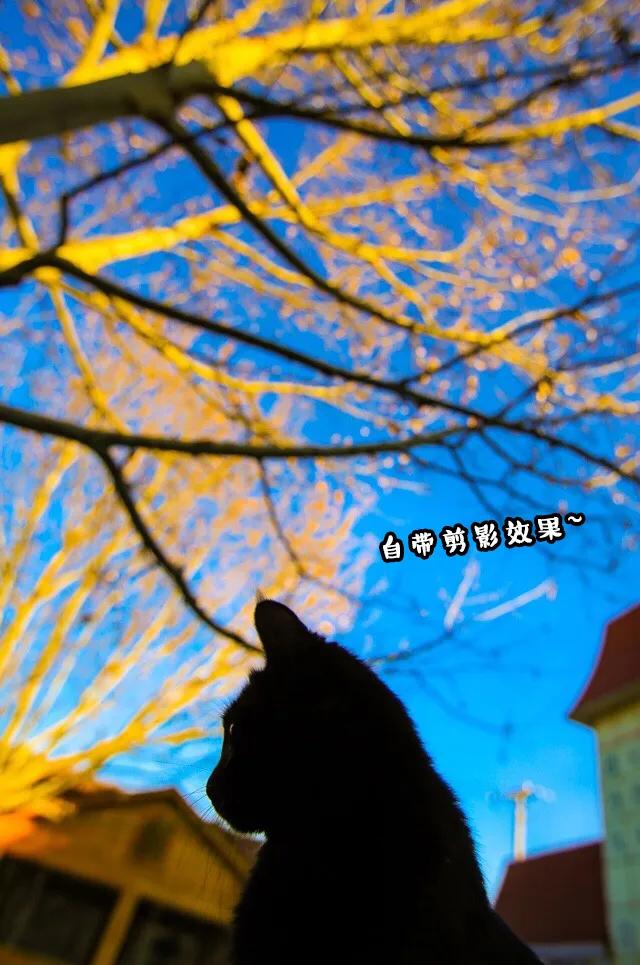 视力不好可以养黑猫吗,眼神不好的千万别养黑猫