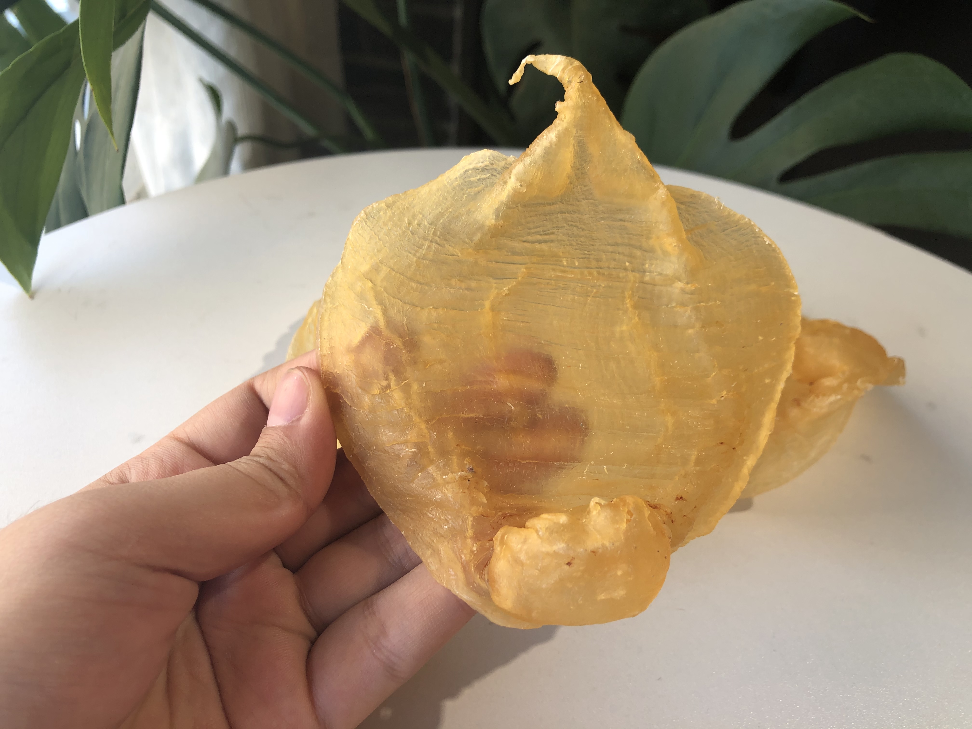 家庭食用哪种黄花胶比较好,官栈轻食花胶和即食花胶区别