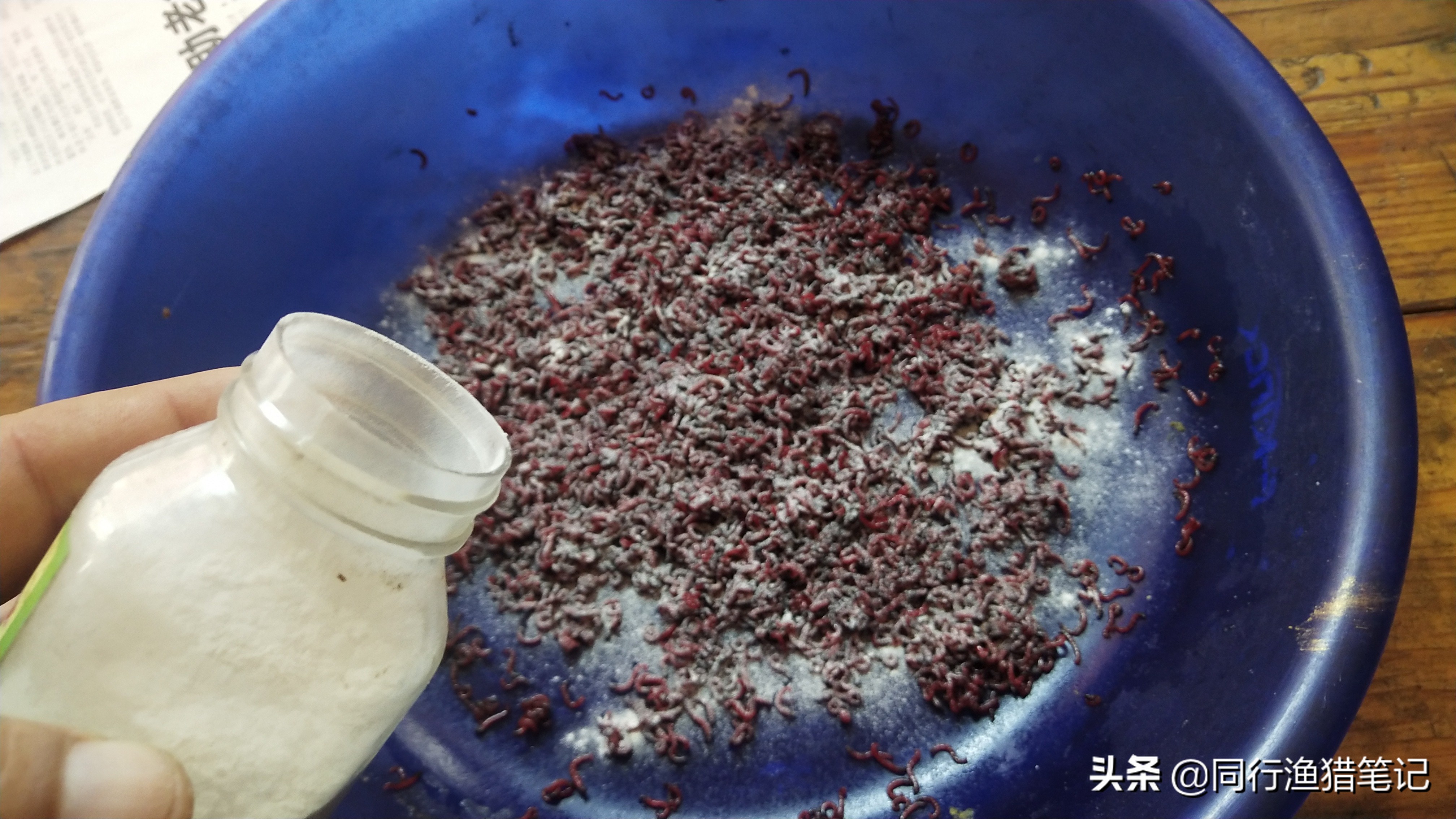 红虫拉饵开饵技巧,教你如何开好红虫拉饵