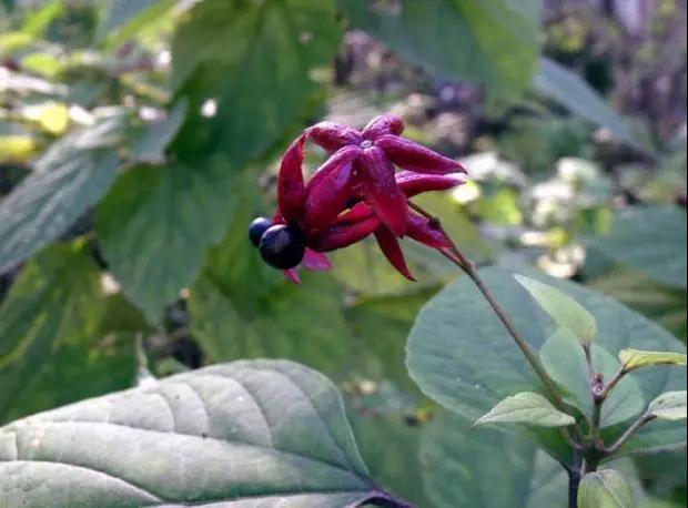 中国的植物多样性保护,全国林草生物多样性保护成就展