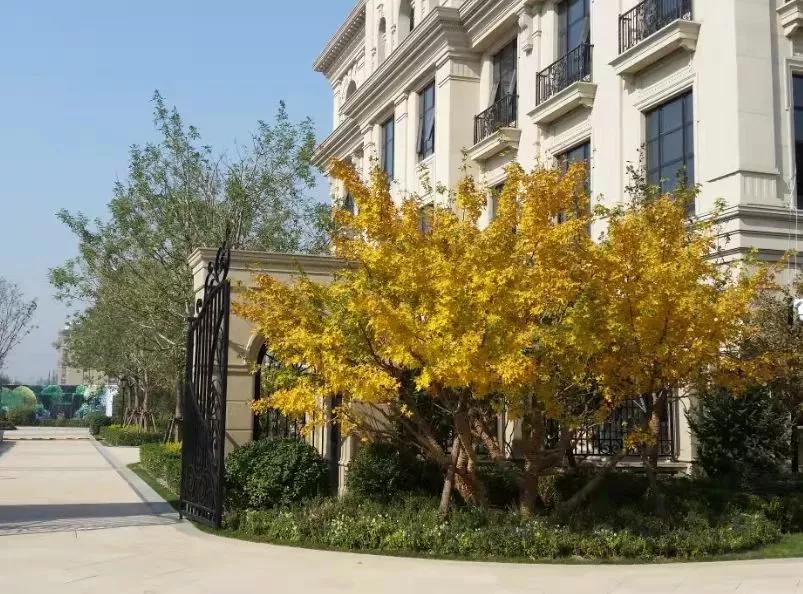 苗木市场行情低迷还会好转吗,苗木市场惨淡