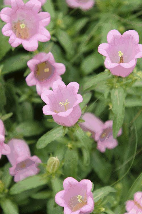 未来10天预警，深圳最最最最火的地方在这里，美女都赶来打卡
