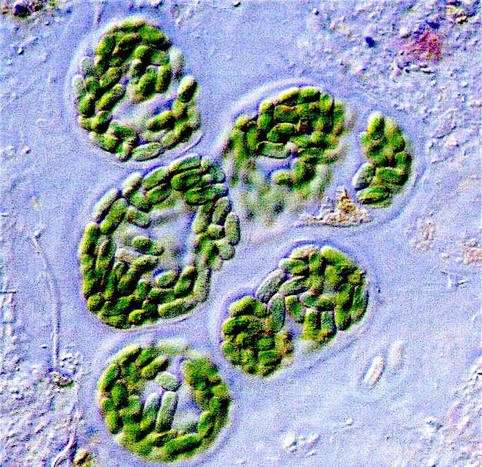 数十头大象神秘死亡,350头大象神秘死亡真相