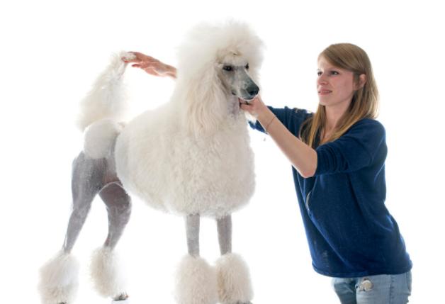 巨型贵宾犬的优缺点分析图片,巨型贵宾犬和巨型泰迪哪个好养活