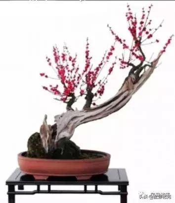 姊呰姳鐩嗘櫙浠锋牸,榫欐父姊呰姳鐩嗘櫙