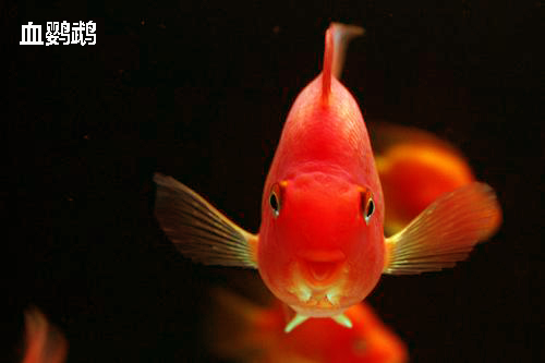 鹦鹉鱼一定要喂饲料才能红吗,鹦鹉鱼吃什么加红饲料好