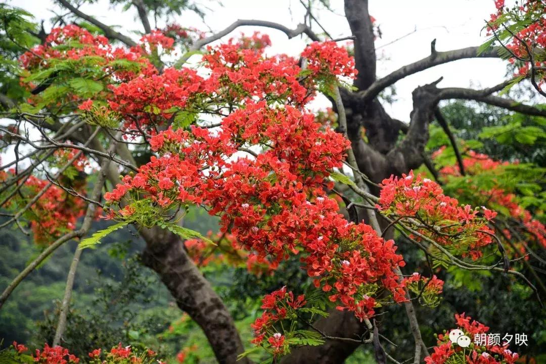 凤凰浴火时，盛夏晚晴天