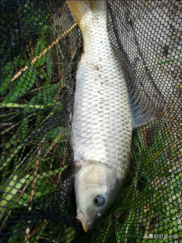 野钓鲤鱼用单钩还是用双钩好,路亚滑漂钓鲤鱼用单钩还是双钩