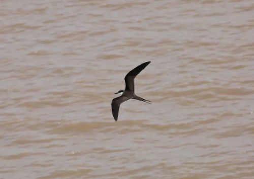 洪紫千出海记完整版 (出海记洪紫千视频)