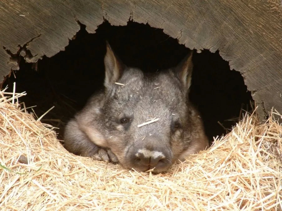 有袋类动物有哪些科,有袋类动物幼儿科普