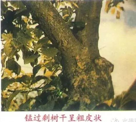 苹果树缺什么药,苹果树都有什么病怎么治