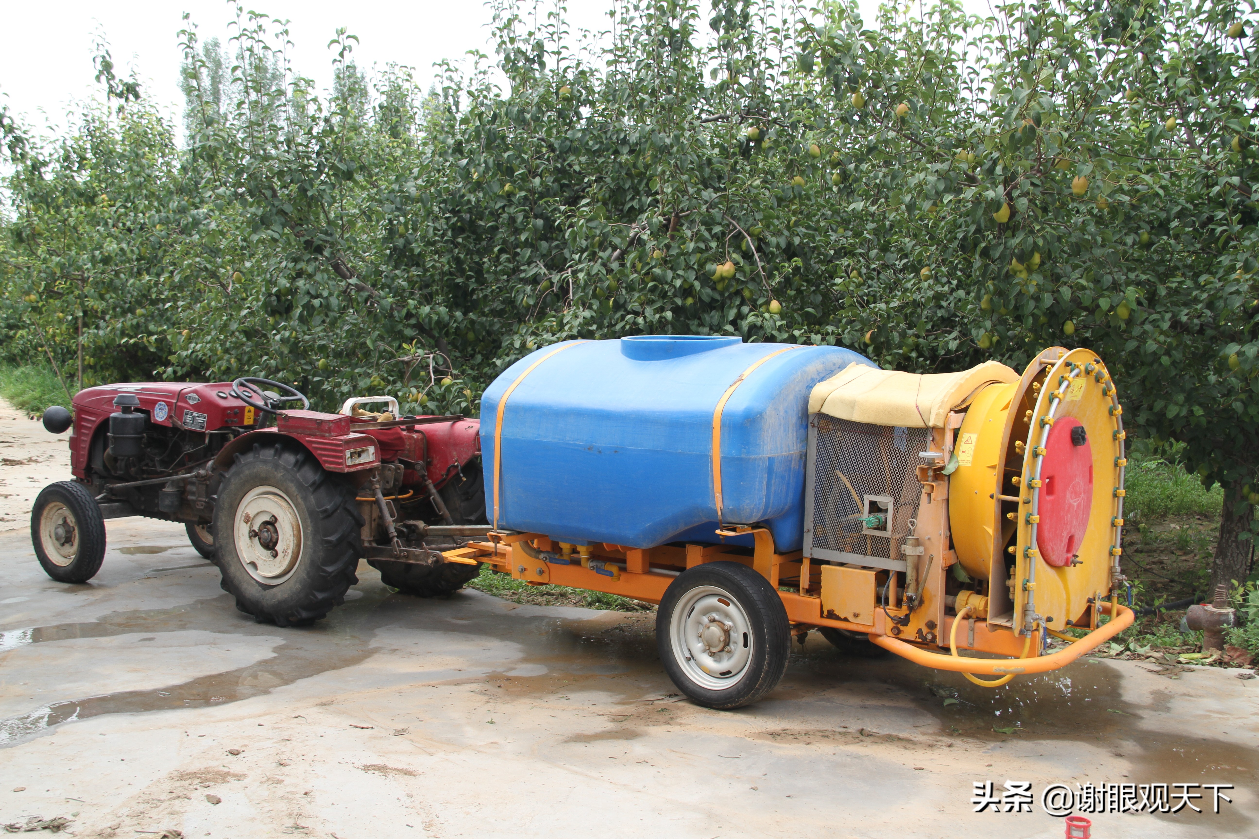 翘指齐赞嘉施利助力梨农品质高