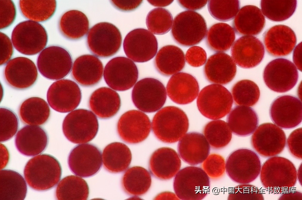 煮熟的虾和蟹为什么会变红,虾蟹煮熟后为什么会变红