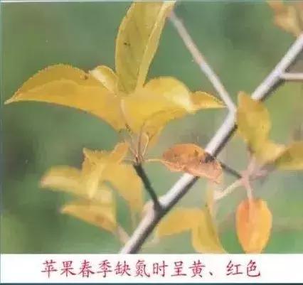 苹果树缺什么药,苹果树都有什么病怎么治