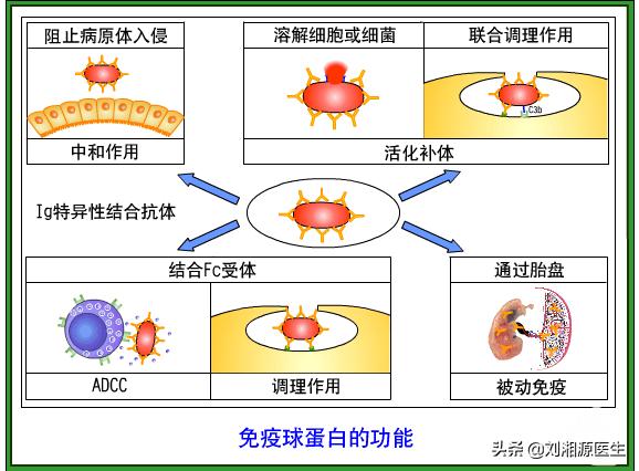 静脉丙种球蛋白怀孕用,免疫球蛋白与丙种球蛋白保胎