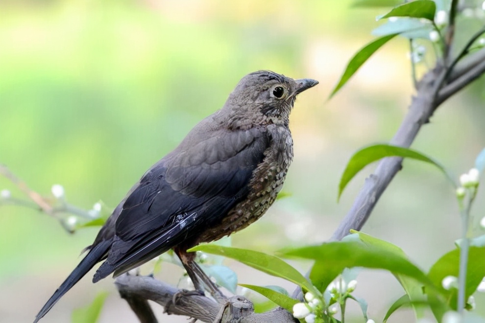 养八哥时粪便怎么处理,手养5个月八哥鸟技巧