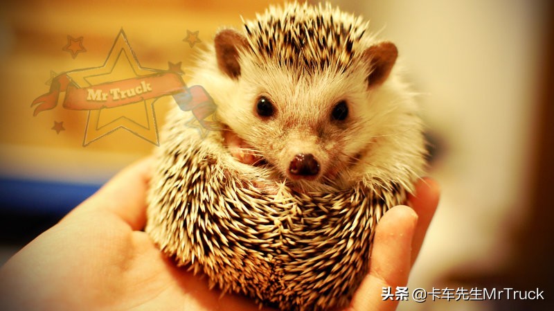 怎么养好宠物刺猬,如何一直养宠物刺猬