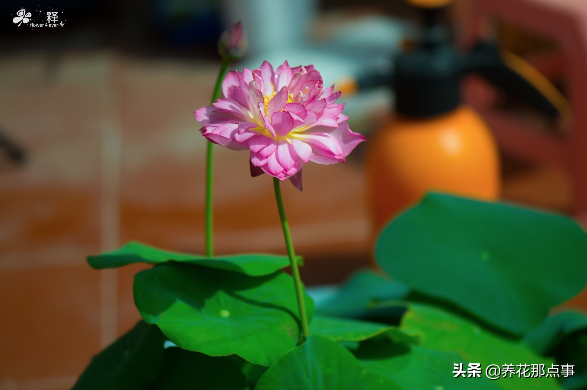 碗莲怎么养才能爆红,碗莲怎么弄好看又好养活