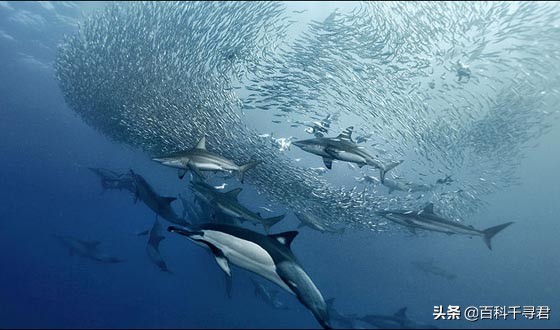 关于动物的10个伪事实你信了吗,关于动物的谣言许多人却深信不疑