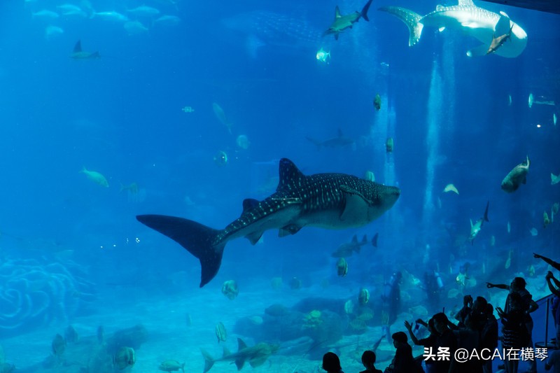 吃喝玩乐in珠海,珠海吃喝玩乐一体的地方