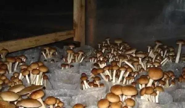 种一万袋茶树菇利润,农村姑娘创业种植