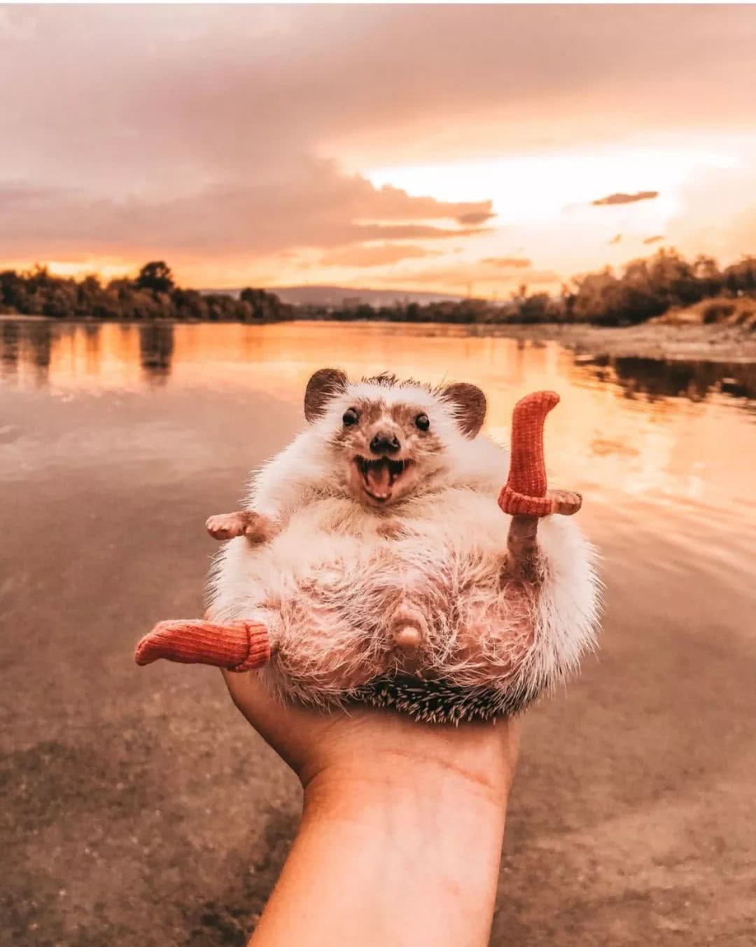 网红小刺猬——过成了你最想要的样子。