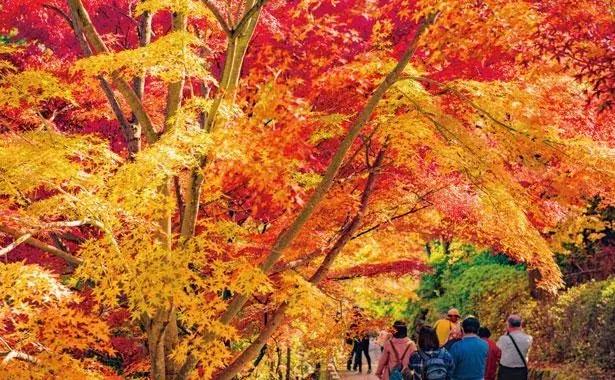 盘点那些年我看过的日本美景,日本美景8k超高清