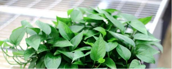 养绿萝忌讳,怎样养绿萝柱才能又绿又旺盛