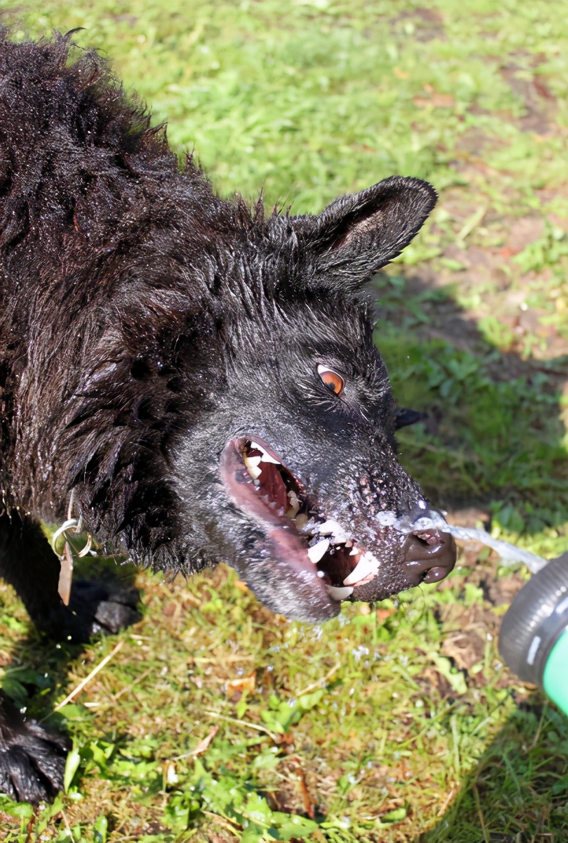 如何正确教育狗狗好习惯,教育护食的狗狗
