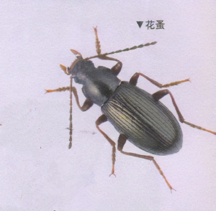 昆虫样子特点,昆虫视觉是什么样的