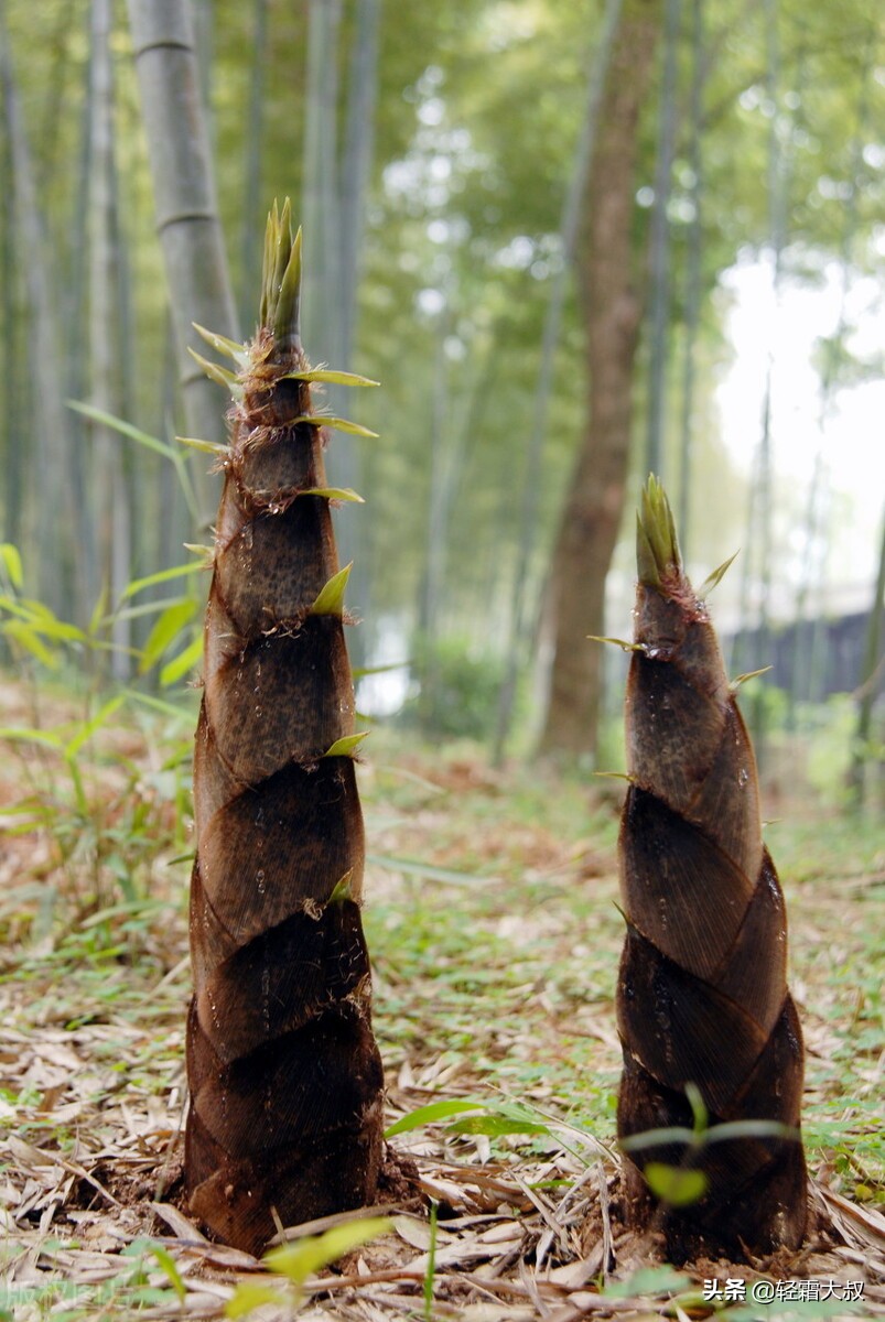 美食文化｜一棵春笋，从《诗经》时代一直鲜到今天的餐桌